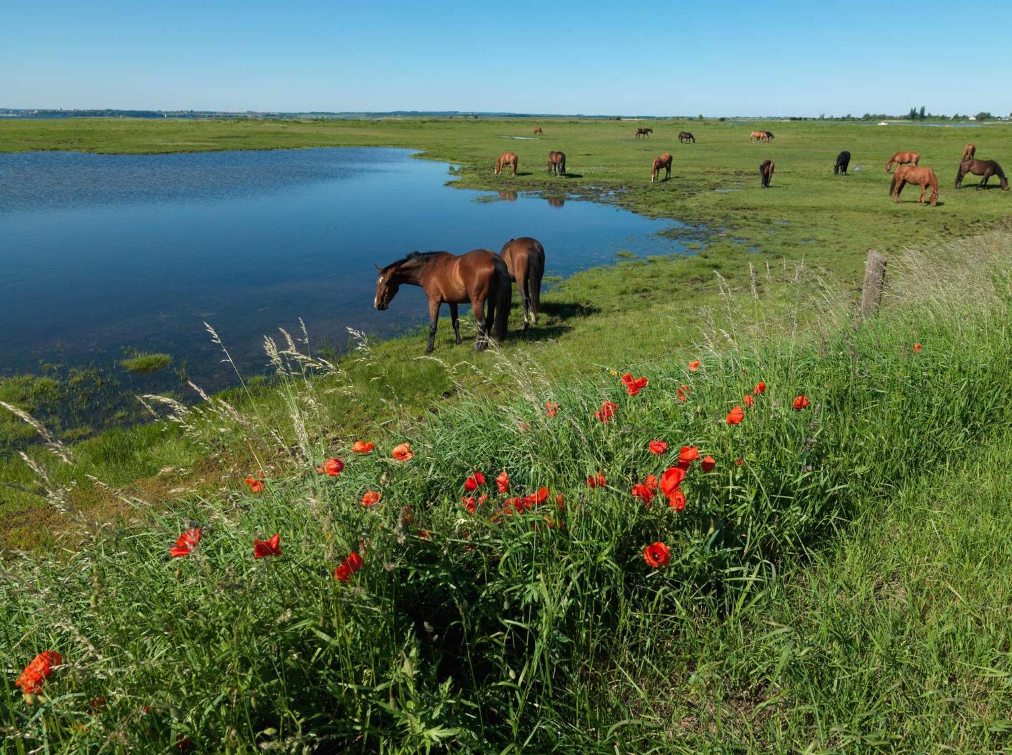 Апартаменти Einhusen Gute Stube Інзель-Пель Екстер'єр фото